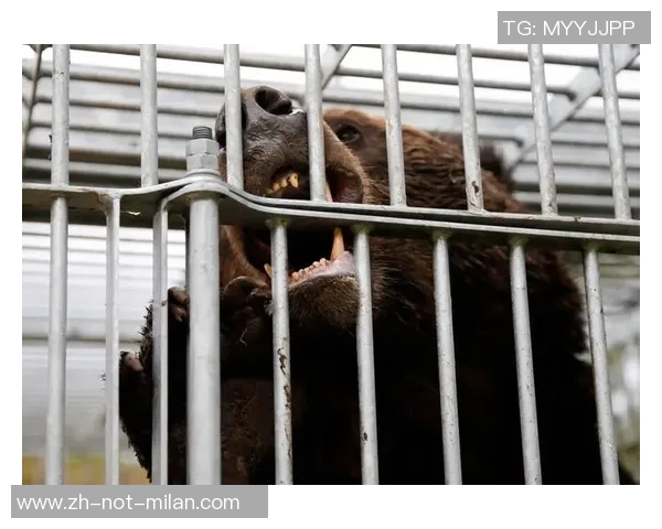 熊出没实际版？J3福岛联队宣告因发现熊类踪影暂停球迷活动